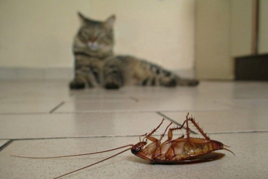 Рыжий таракан прусак- как выглядит, причины появления в квартире, сколько живет, как избавиться раз и навсегда последствия для домашних животных