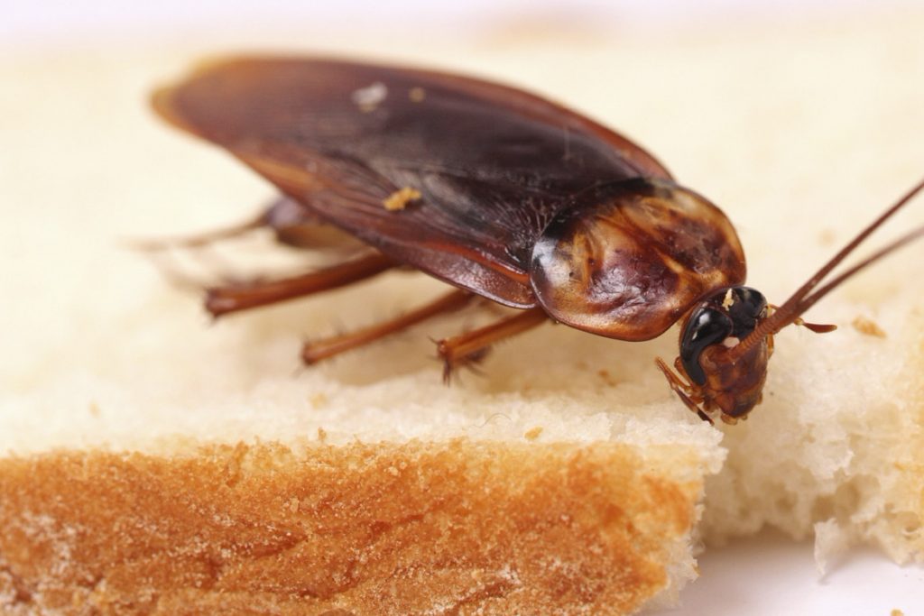 Рыжий таракан прусак- как выглядит, причины появления в квартире, сколько живет, как избавиться раз и навсегда таракан на хлебе
