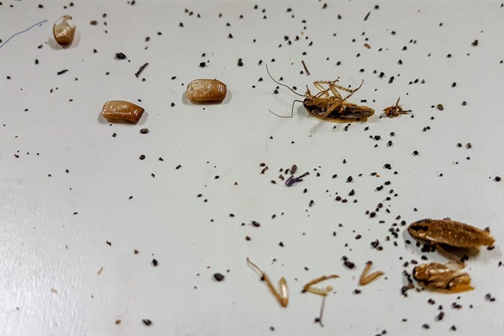 Тараканы на кухне – случайность или запущенность, что делать, если мелкие особи появились и бегают, как безопасно и эффективно избавиться от них, аллергическая реакция