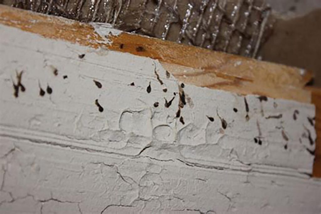 Тараканы на кухне – случайность или запущенность, что делать, если мелкие особи появились и бегают, как безопасно и эффективно избавиться от них, следы жизнедеятельности