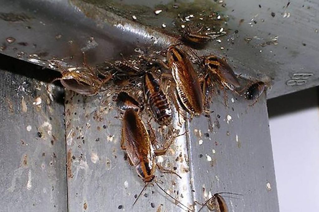Тараканы от соседей – как заставить травить насекомых, куда жаловаться, образец заявлений, пути проникновения