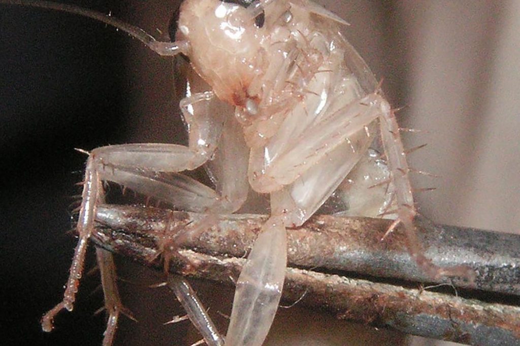Тараканы от соседей – как заставить травить насекомых, куда жаловаться, образец заявлений, белая личинка
