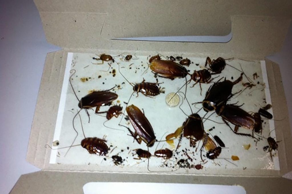 Тараканы от соседей – как заставить травить насекомых, куда жаловаться, образец заявлений, ловушки с инсектицидом