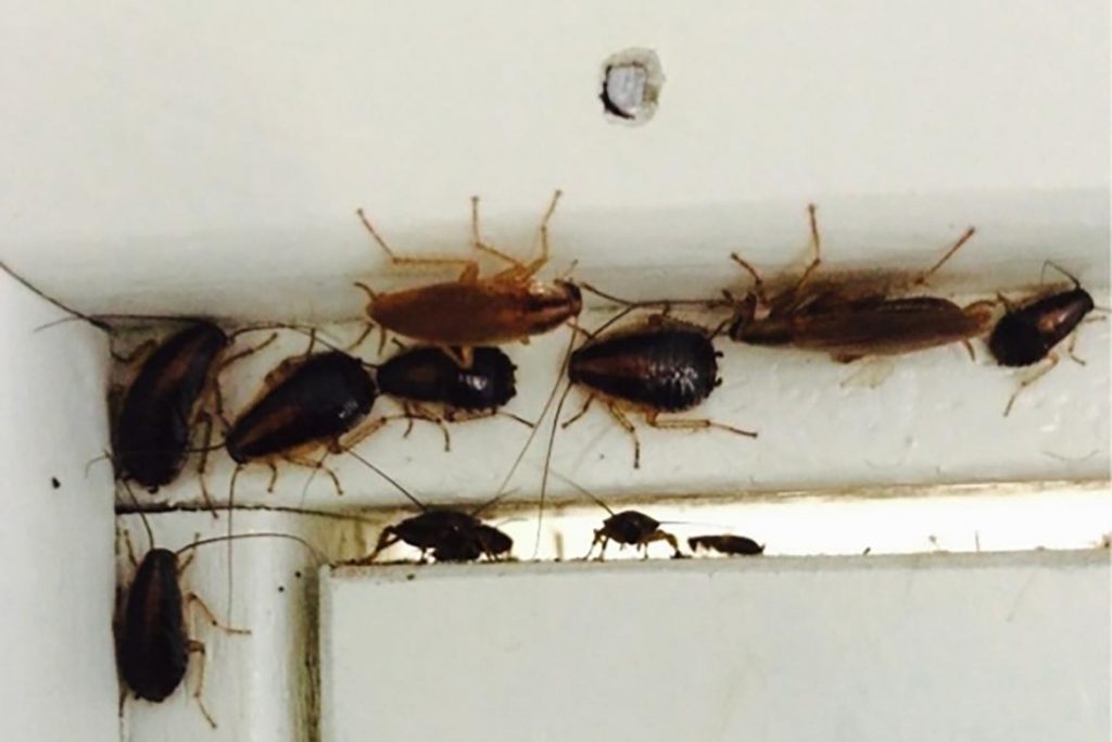 Тараканы от соседей – как заставить травить насекомых, куда жаловаться, образец заявлений, гнездо паразитов