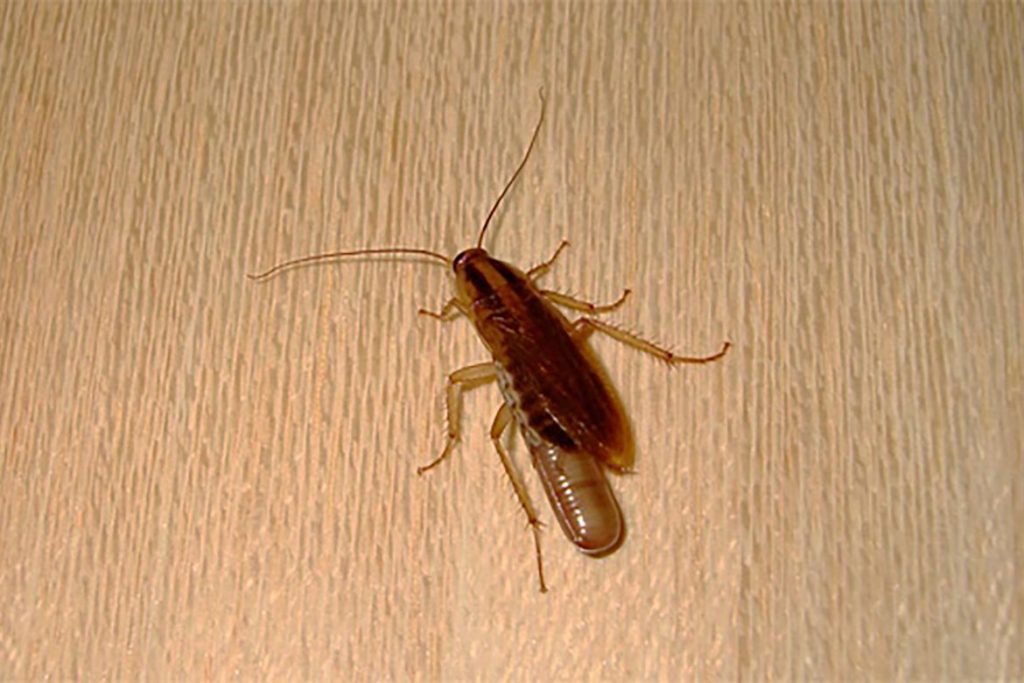 Тараканы после дезинсекции в квартире через сколько умирают, как себя ведут, через сколько исчезнут и почему стало больше, чем было. Этапы воздействия яда на насекомых, размножение