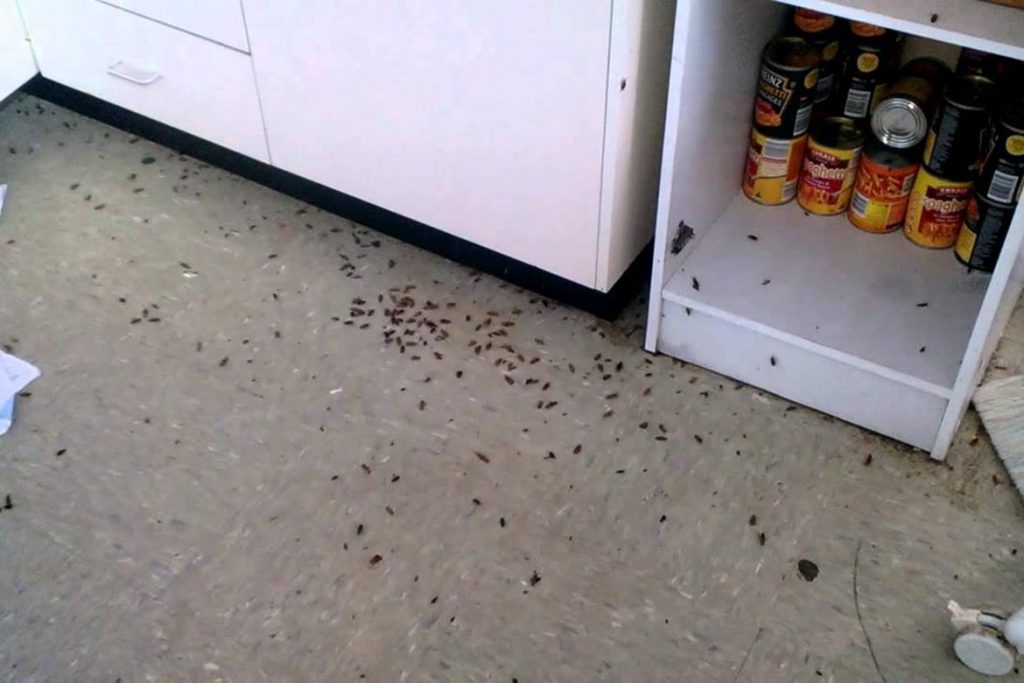 Тараканы после дезинсекции в квартире через сколько умирают, как себя ведут, через сколько исчезнут и почему стало больше, чем было. Этапы воздействия яда на насекомых, увеличения количества тараканов после обработки