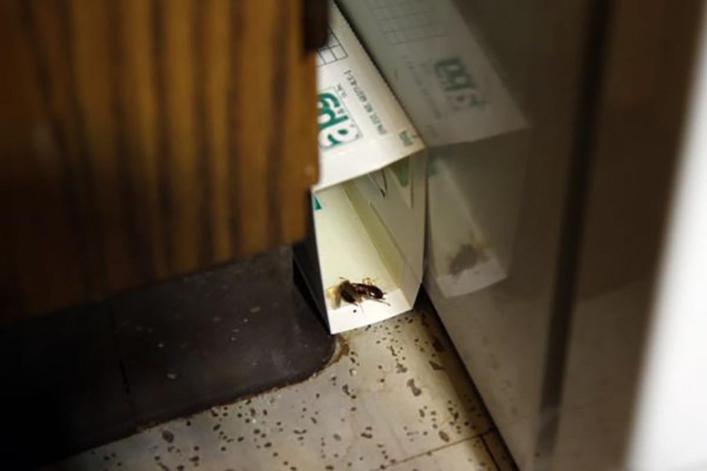 Тараканы в подъезде куда обращаться, что делать, на кого жаловаться, ловушки