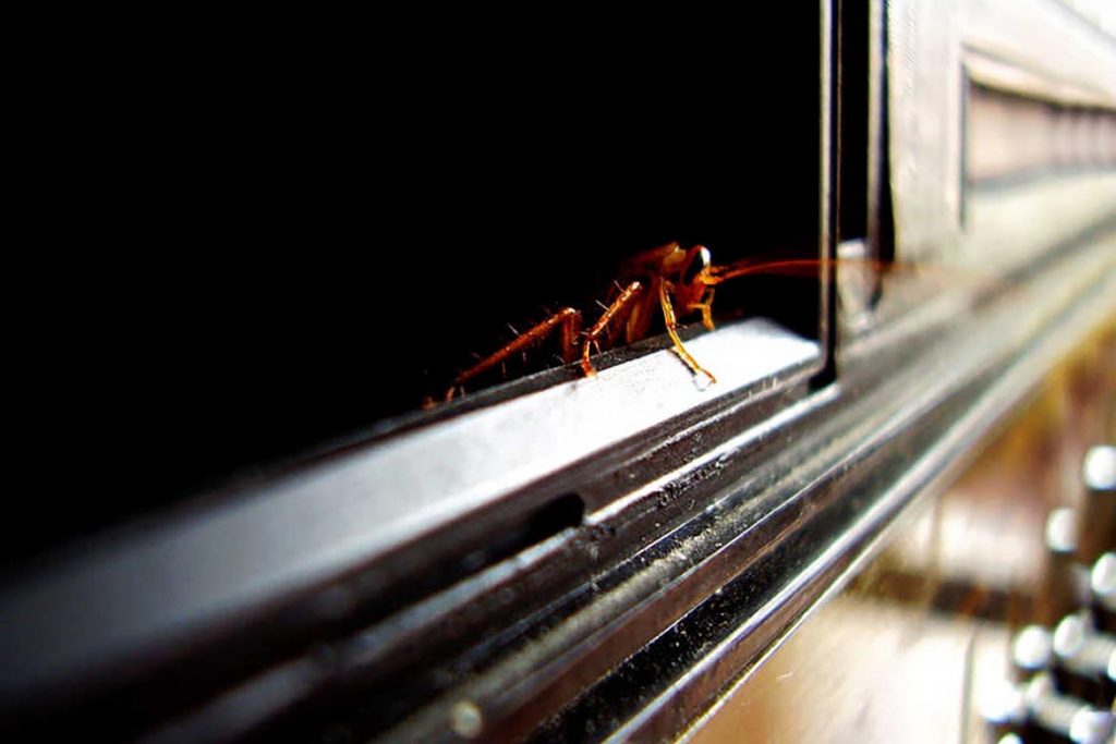 Тараканы в подъезде куда обращаться, что делать, на кого жаловаться, защита дома от насекомых