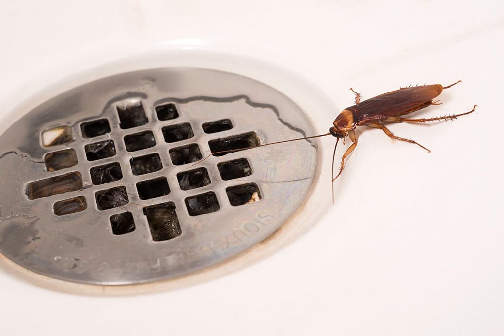Тараканы в ванной комнате – откуда берутся, что делать и как эффективно избавиться от них, разновидности
