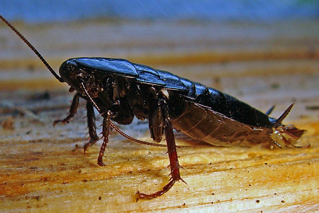 Тараканы в ванной комнате – откуда берутся, что делать и как эффективно избавиться от них. места обитания черных вредителей
