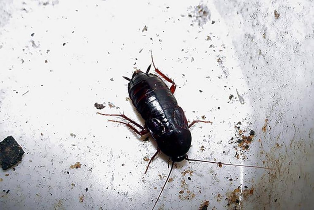 Тараканы в ванной комнате – откуда берутся, что делать и как эффективно избавиться от них, причины