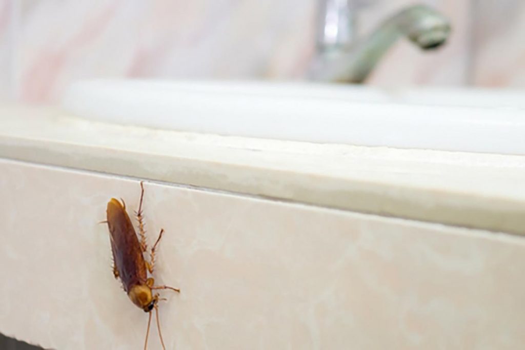 Тараканы в ванной комнате – откуда берутся, что делать и как эффективно избавиться от них, опасность
