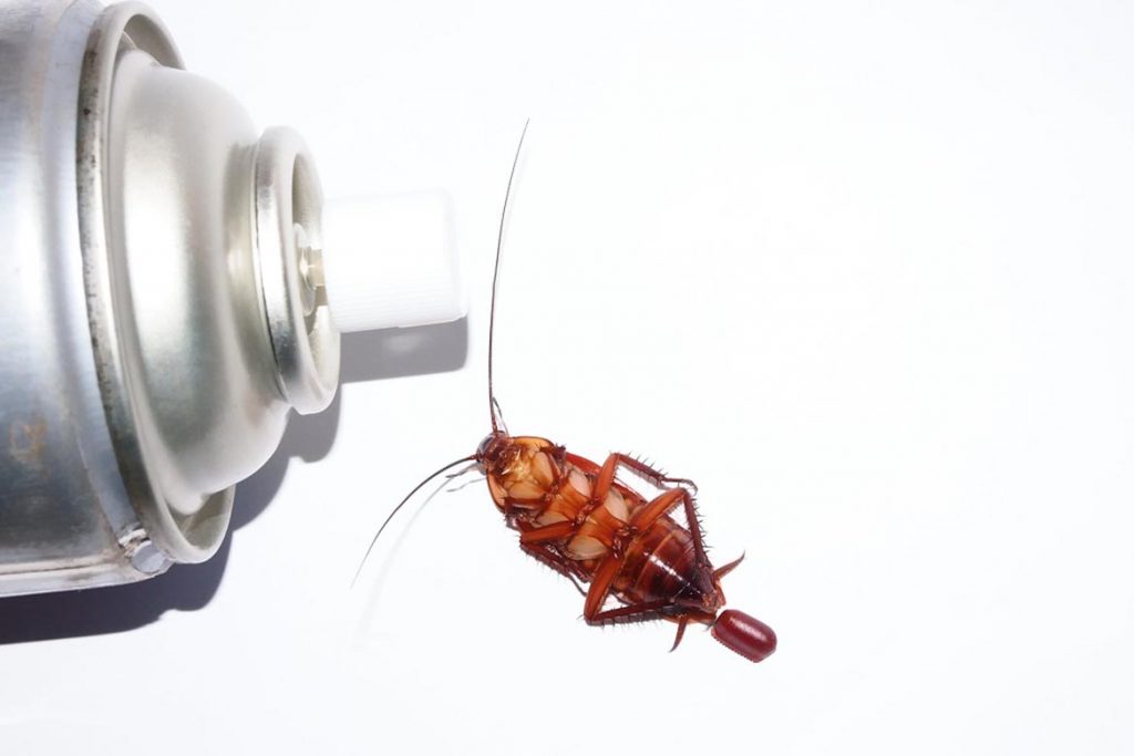 Тараканы в ванной комнате – откуда берутся, что делать и как эффективно избавиться от них, аэрозоль