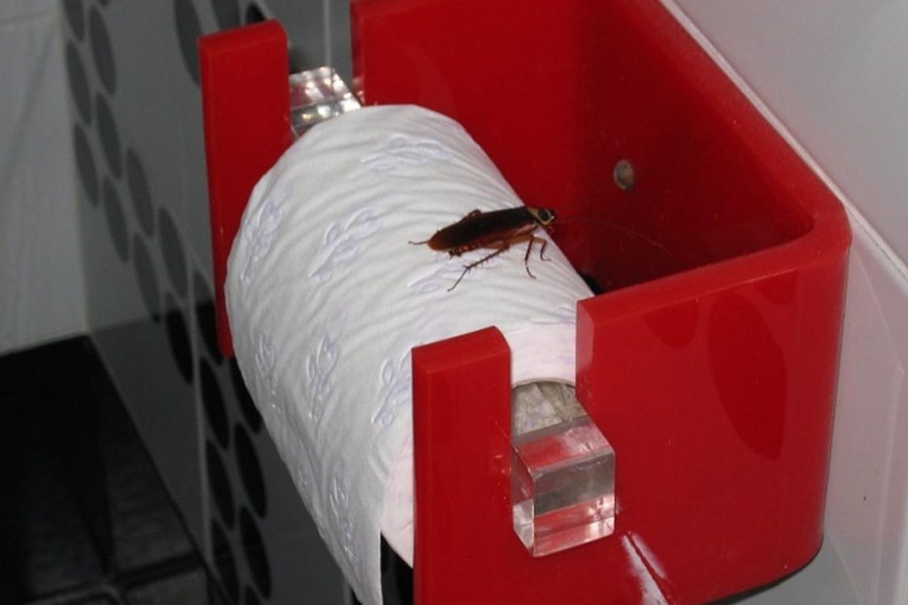Тараканы в ванной комнате – откуда берутся, что делать и как эффективно избавиться от них, заражение