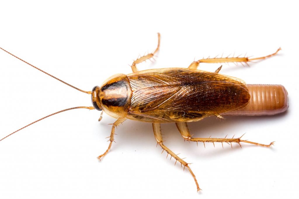 20 народных рецептов – как вывести тараканов навсегда в домашних условиях, своими руками самостоятельно. Миссия – избавиться за 1 день, самка