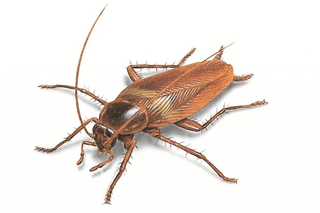 Фото американского таракана - сравнение с обычным домашним, размер, описание, рисунок 12