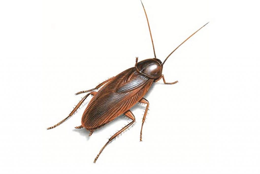 Фото американского таракана - сравнение с обычным домашним, размер, описание, рисунок 13