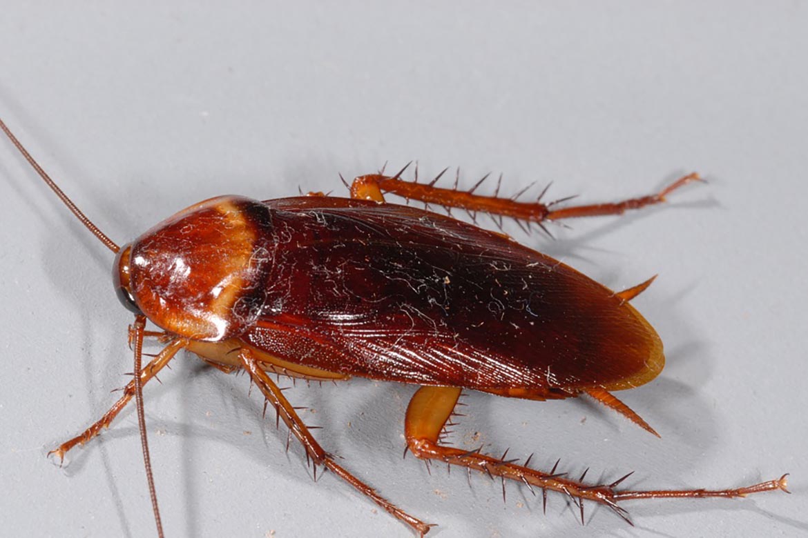 Самец таракана фото рыжего