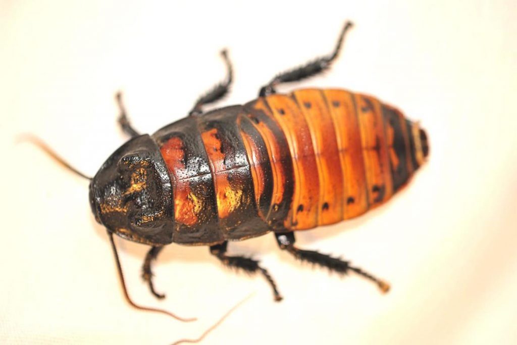 Фото мадагаскарского шипящего таракана - фотографии, рисунки 02