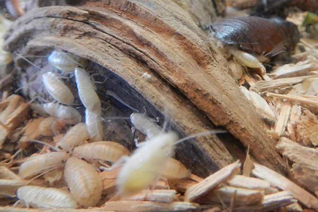 Фото мадагаскарского шипящего таракана - фотографии, рисунки 08