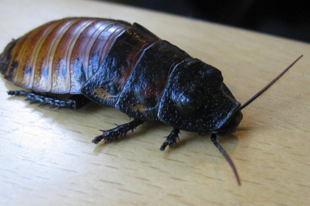Фото мадагаскарского шипящего таракана - фотографии, рисунки 16