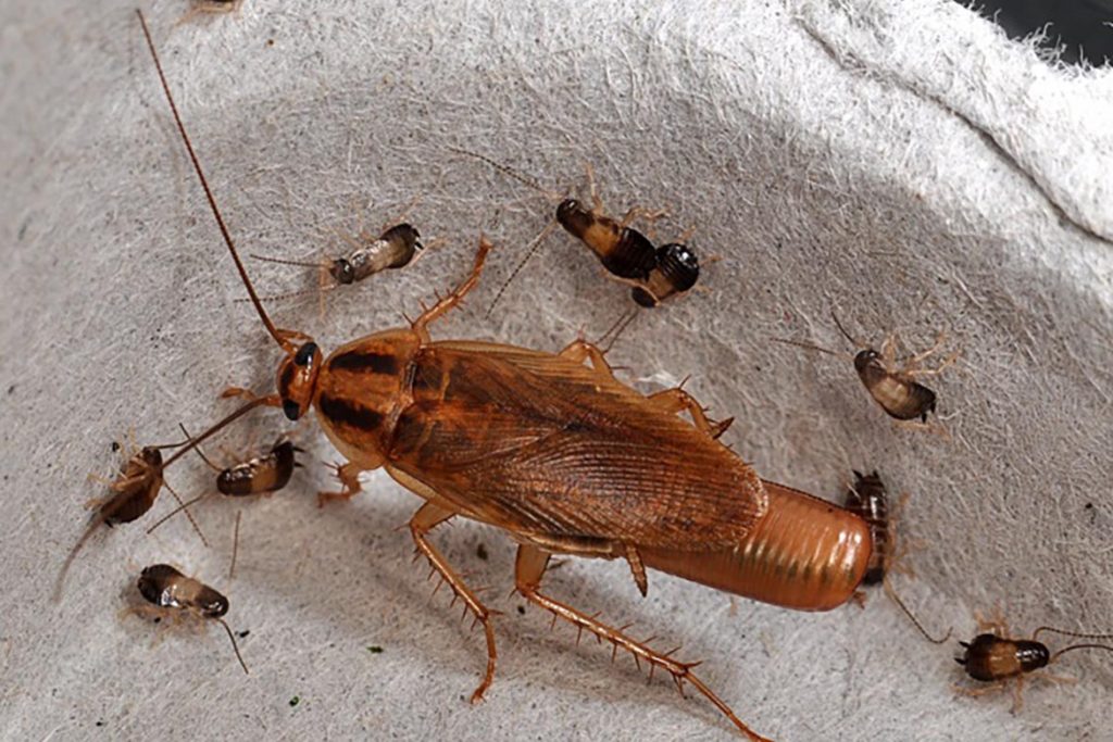 Фото таракана - как выглядят маленькие,большие, огромные, белые, чёрные, рыжие и их яйца,и личинки, виды и разновидности насекомых, экзотические - мадагаскарский, американский и другие 03