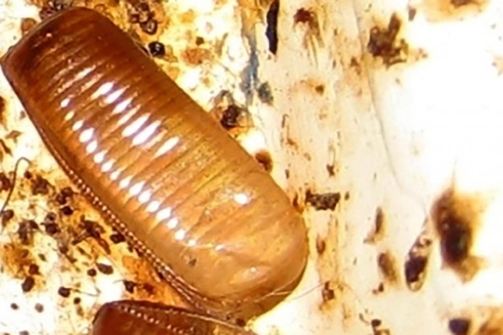Фото таракана - как выглядят маленькие,большие, огромные, белые, чёрные, рыжие и их яйца,и личинки, виды и разновидности насекомых, экзотические - мадагаскарский, американский и другие 04