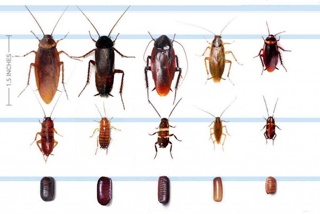 Фото таракана - как выглядят маленькие,большие, огромные, белые, чёрные, рыжие и их яйца,и личинки, виды и разновидности насекомых, экзотические - мадагаскарский, американский и другие 06