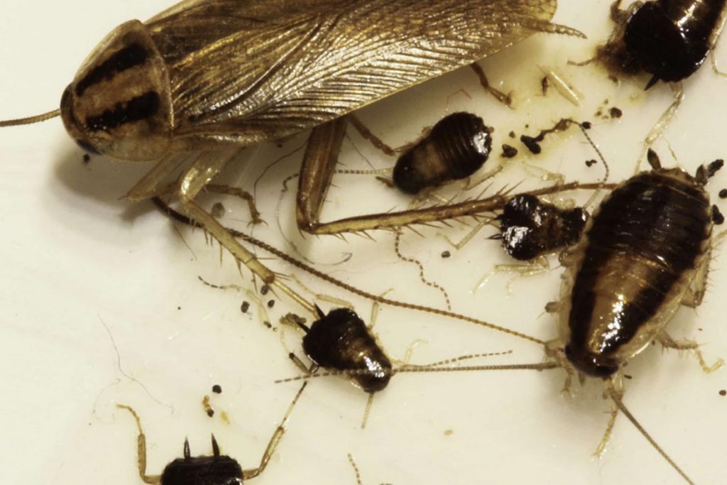 Фото таракана - как выглядят маленькие,большие, огромные, белые, чёрные, рыжие и их яйца,и личинки, виды и разновидности насекомых, экзотические - мадагаскарский, американский и другие 10