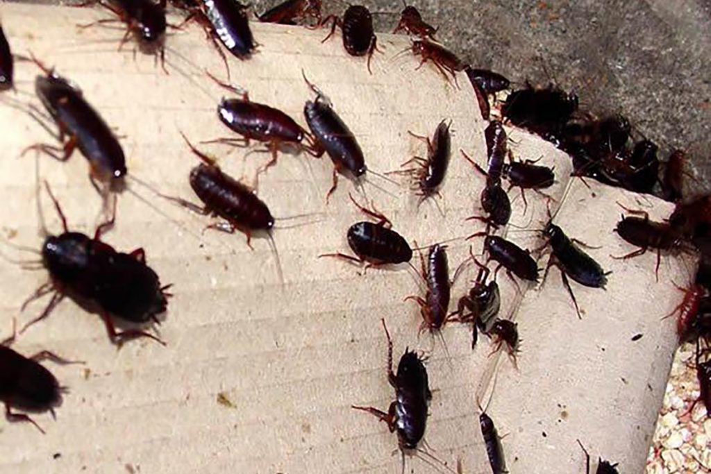 Фото таракана - как выглядят маленькие,большие, огромные, белые, чёрные, рыжие и их яйца,и личинки, виды и разновидности насекомых, экзотические - мадагаскарский, американский и другие 11