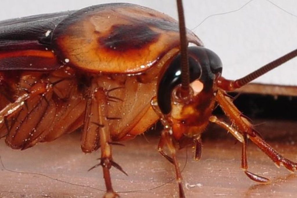 Фото таракана - как выглядят маленькие,большие, огромные, белые, чёрные, рыжие и их яйца,и личинки, виды и разновидности насекомых, экзотические - мадагаскарский, американский и другие 16