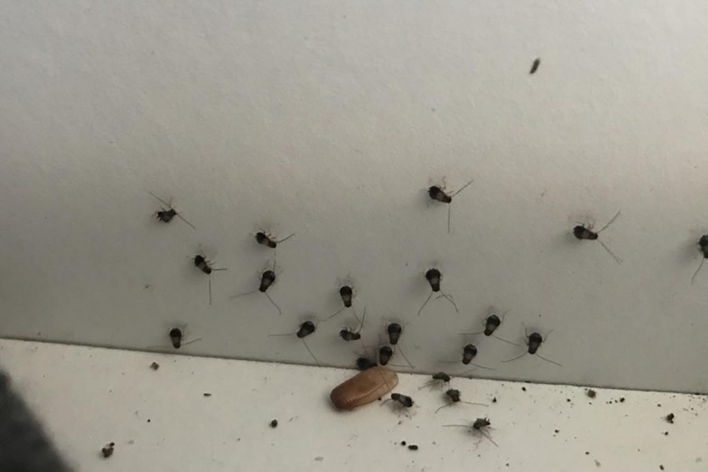 Фото таракана - как выглядят маленькие,большие, огромные, белые, чёрные, рыжие и их яйца,и личинки, виды и разновидности насекомых, экзотические - мадагаскарский, американский и другие 21