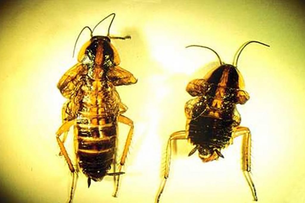 Гектор от тараканов – безопасное средство для человека и губительный порошок для вредных насекомых, где купить, отзывы об использовании, разрушение хитина