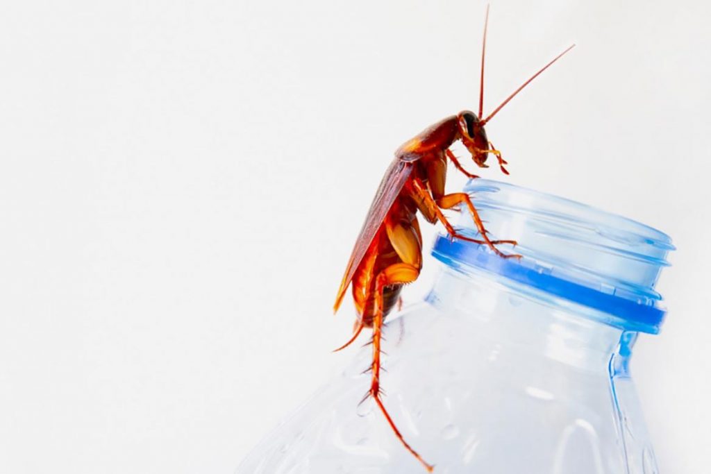 Гектор от тараканов – безопасное средство для человека и губительный порошок для вредных насекомых, где купить, отзывы об использовании, потеря жидкости