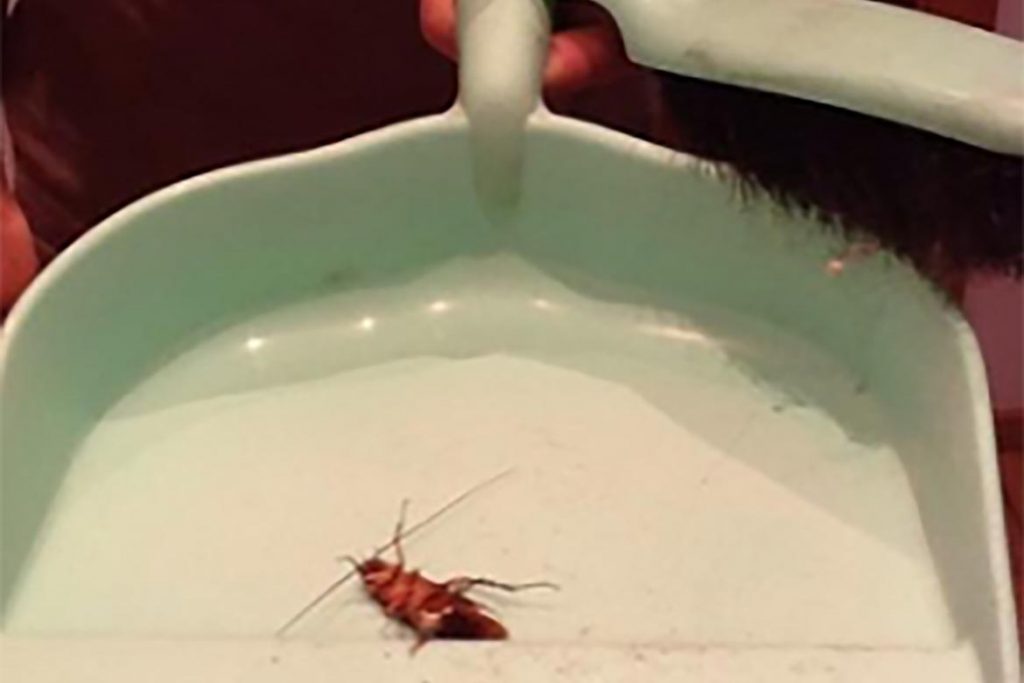 Гектор от тараканов – безопасное средство для человека и губительный порошок для вредных насекомых, где купить, отзывы об использовании, плюсы и минусы