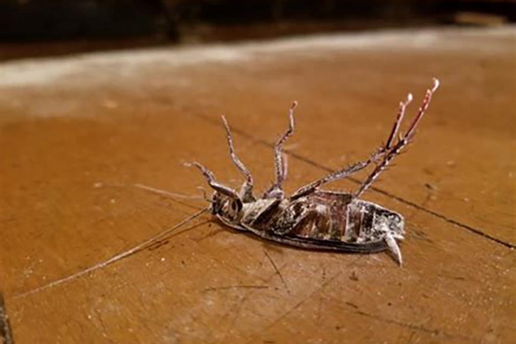 «Гектор» от тараканов – безопасное средство для человека и губительный порошок для вредных насекомых, где купить, отзывы об использовании