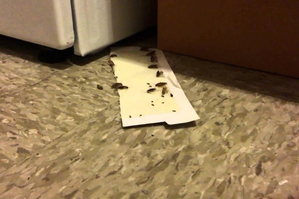 Клеевая ловушка «Форсайт» от тараканов состав, инструкция по применению, где купить, отзывы об использовании, где раскладывать