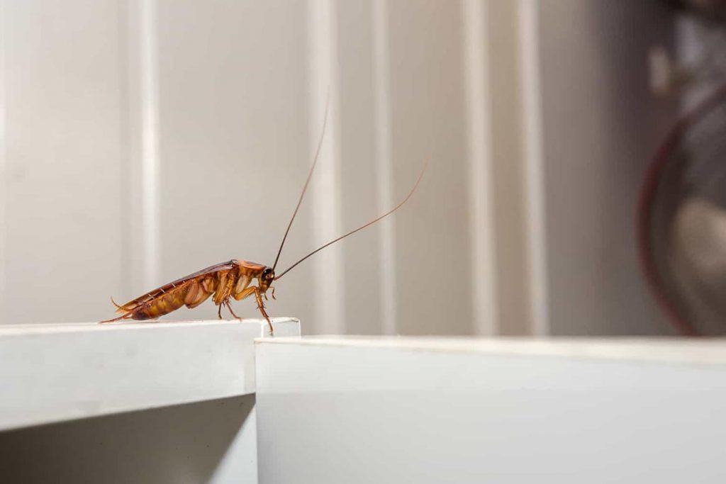 Клеевая ловушка «Тайга» для тараканов состав, принцип действия, где купить, отзывы покупателей, преимущества и недостатки