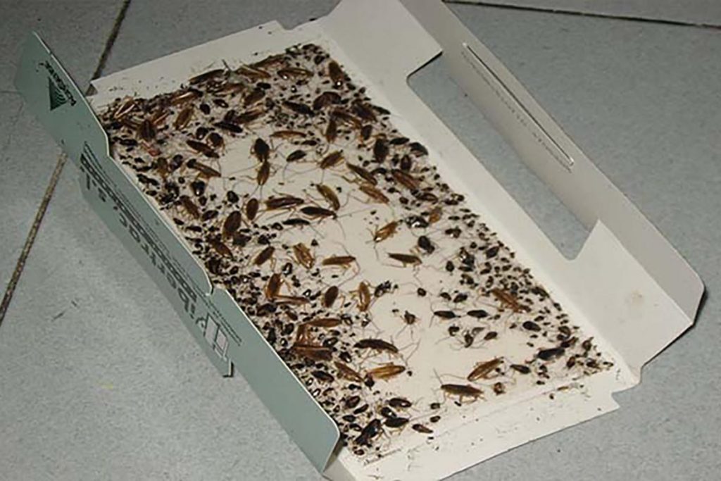 Клеевая ловушка «Тайга» для тараканов состав, принцип действия, где купить, отзывы покупателей, частота замены