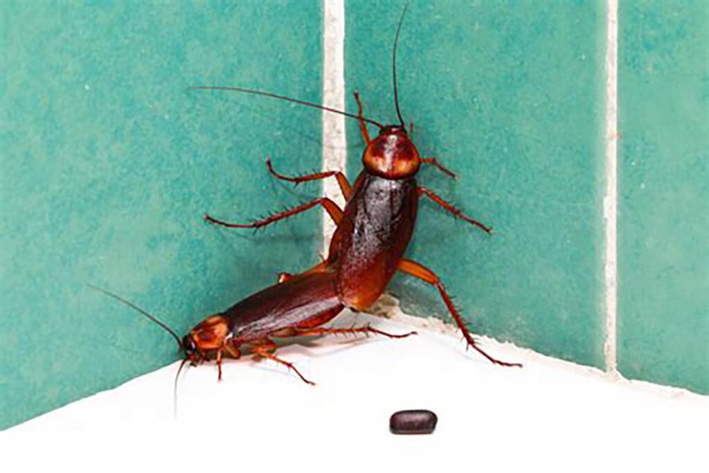 Лавровый лист, как доступное и дешевое средство против тараканов чего боятся тараканы, помогает ли использование лаврушки в квартире, отзывы, отпугивает или убивает