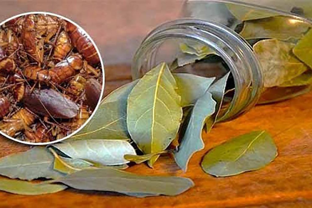 Лавровый лист, как доступное и дешевое средство против тараканов чего боятся тараканы, помогает ли использование лаврушки в квартире, отзывы, способы применения
