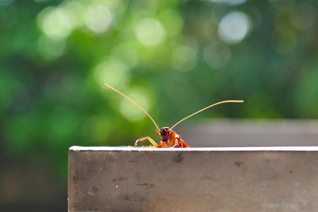 Pest Reject (Пест Реджект) от тараканов – ультразвуковой отпугиватель нового поколения, отзывы об использовании и воздействии