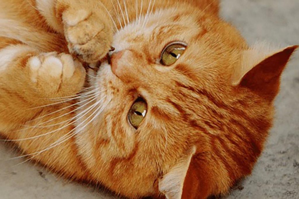 ТОП-10 средств от тараканов, безопасных для кошек – как избавиться, чтобы домашние животные не пострадали, может ли кошка съесть усача