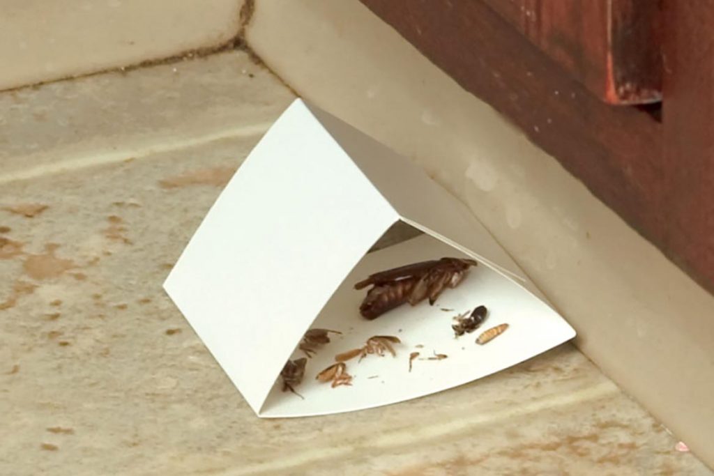 ТОП-18 лучших народных средств в борьбе с тараканами в квартире и частном доме, как применять в домашних условиях, ловушка