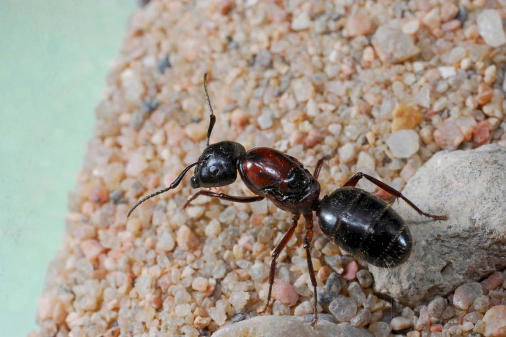Муравьи-древоточцы — Camponotusspp