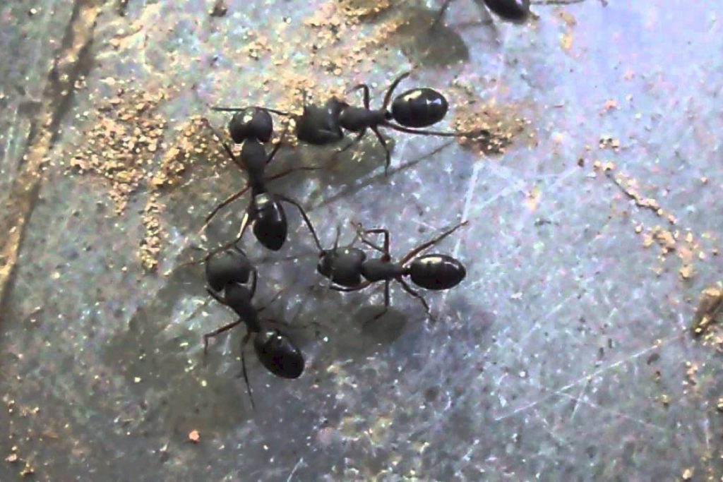 Как избавиться от чёрных муравьёв дома