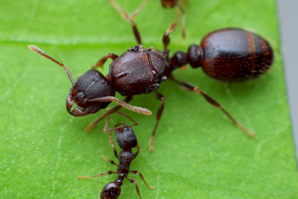 Дерновые муравьи