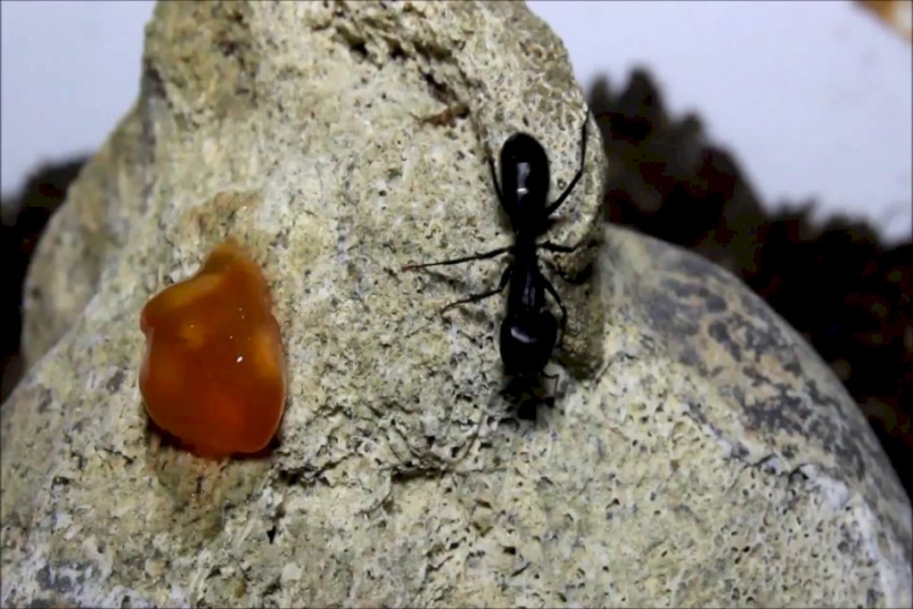 Как чёрные муравьи проникают в дома и на участки