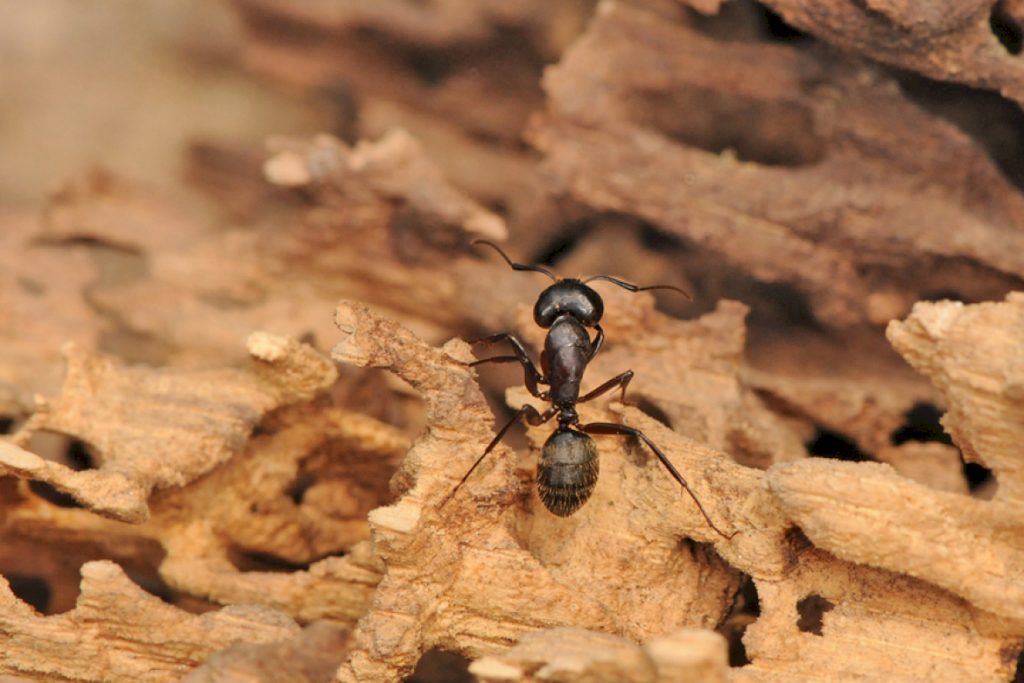 Черные садовые муравьи – Lasiusniger 