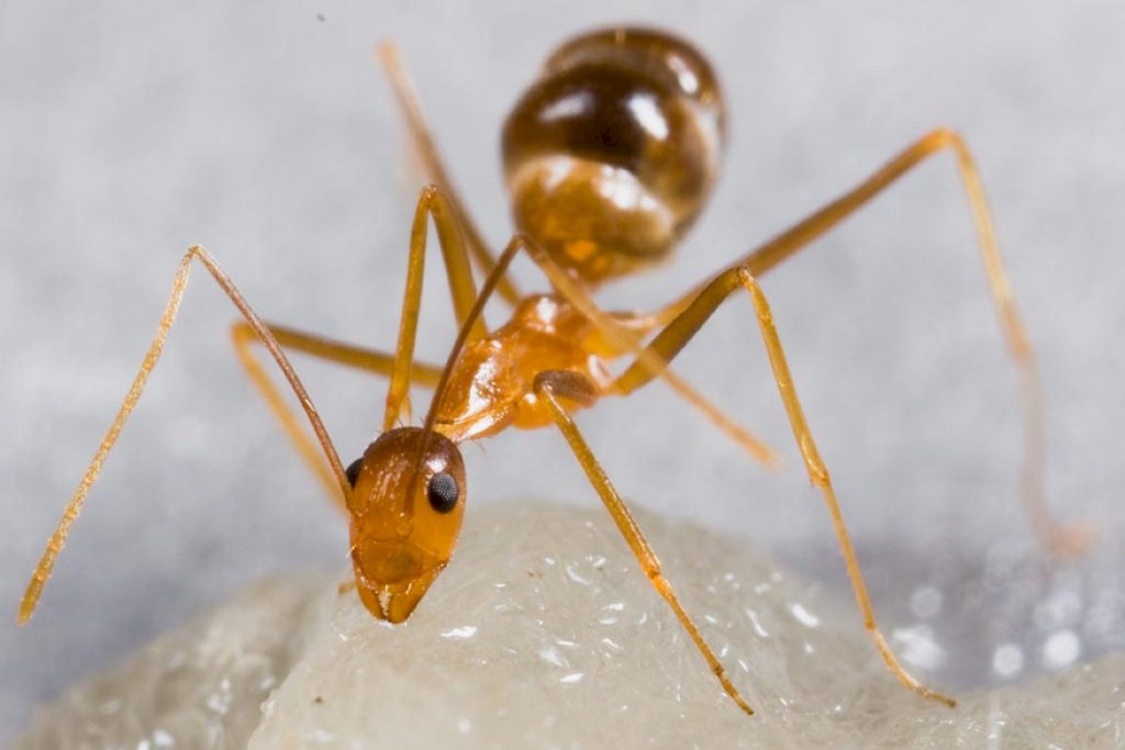 Сумасшедшие муравьи